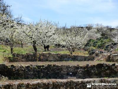 Cerezos en flor en el Valle del Jerte - Bancales cerezos;barranquismo pueblos con encanto pueblos de